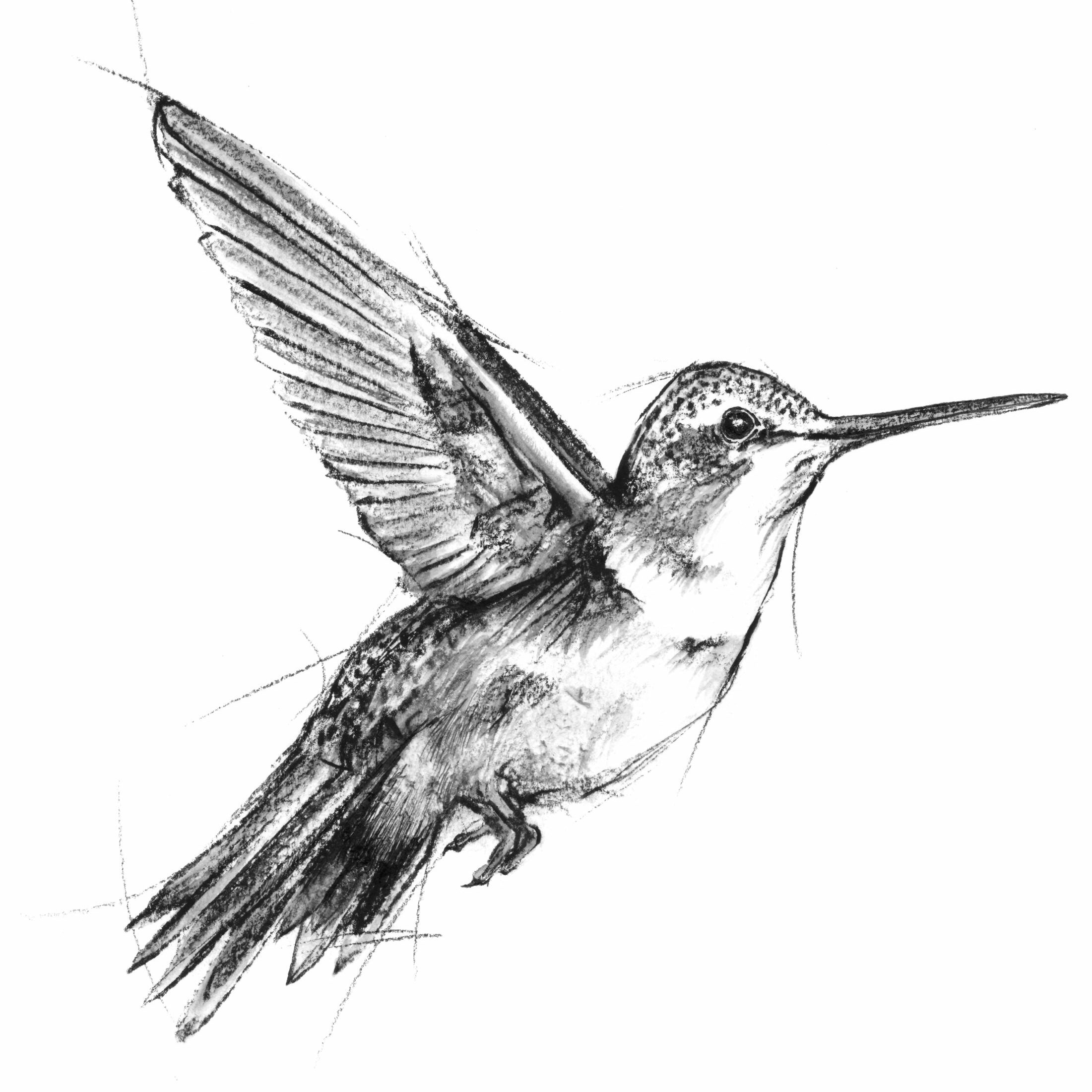 Featured image for “Hummingbird - Original charcoal”