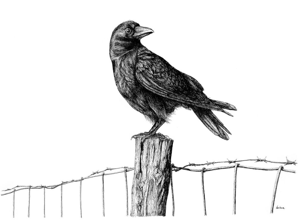 Crow on post - Ltd Edition Print by Devon artist Anna Ventura