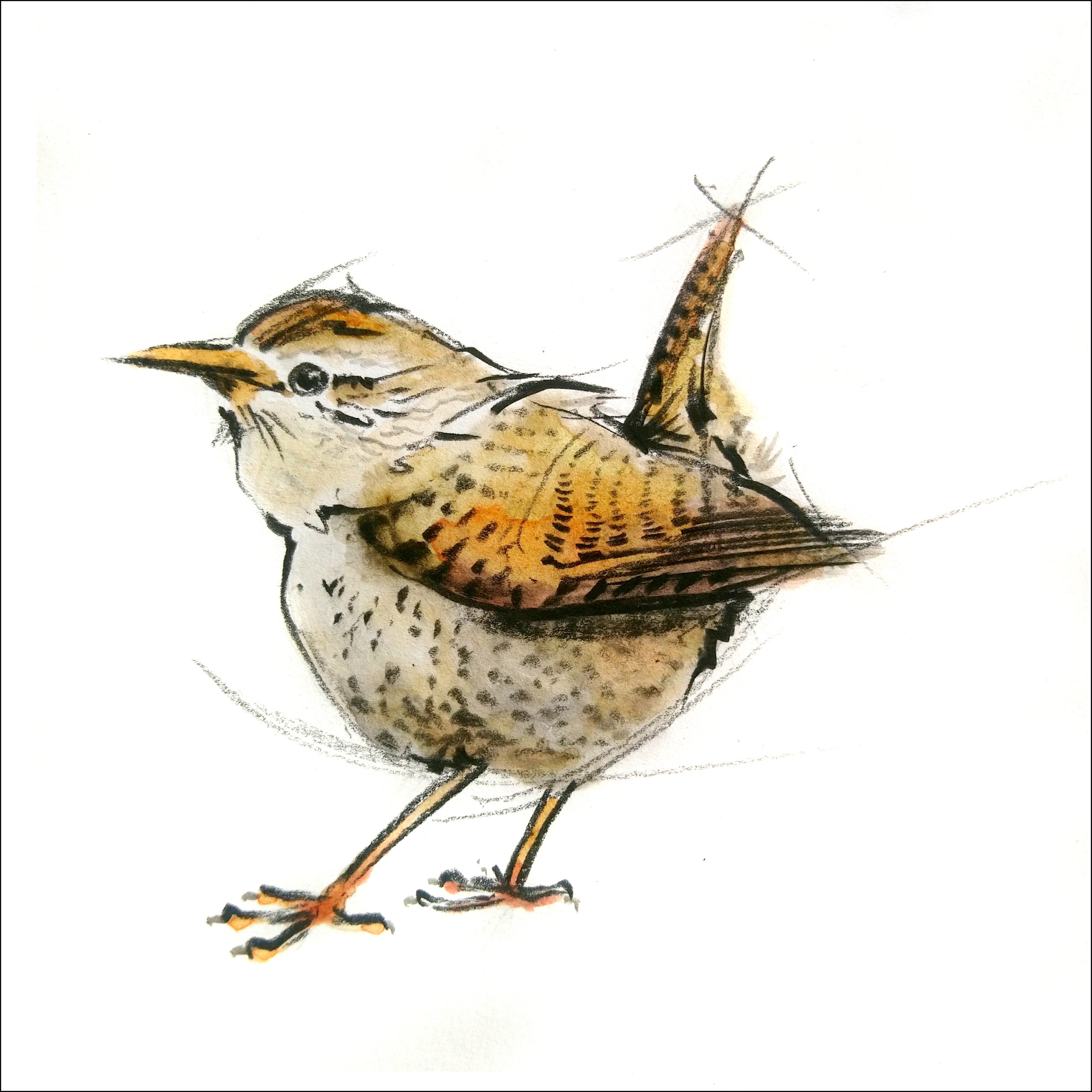 Featured image for “"Wren" greetings card”