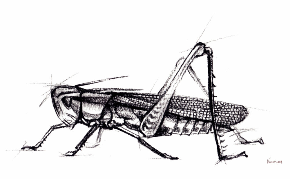grasshopper, original charcoal