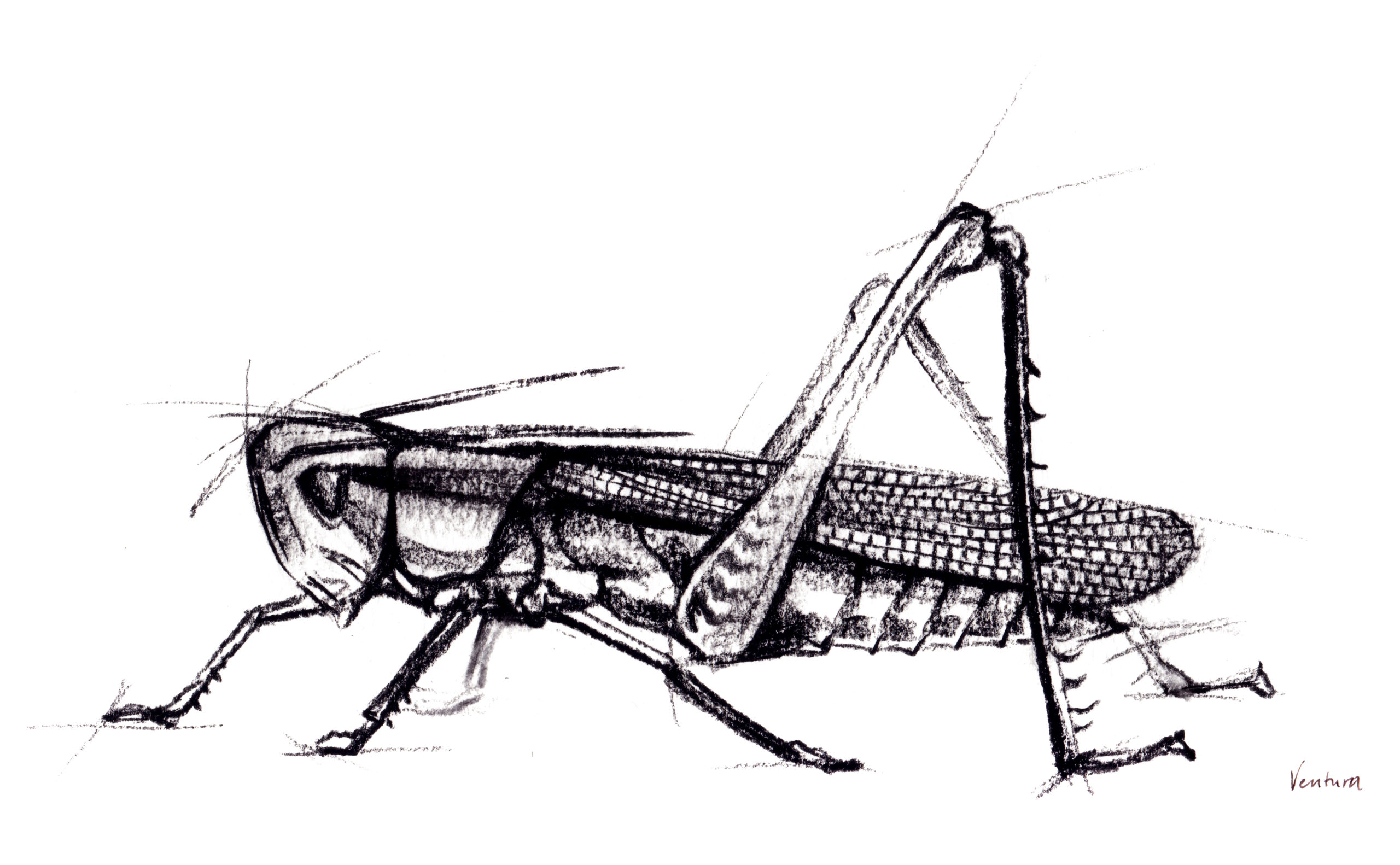 Featured image for “Grasshopper - Original charcoal”